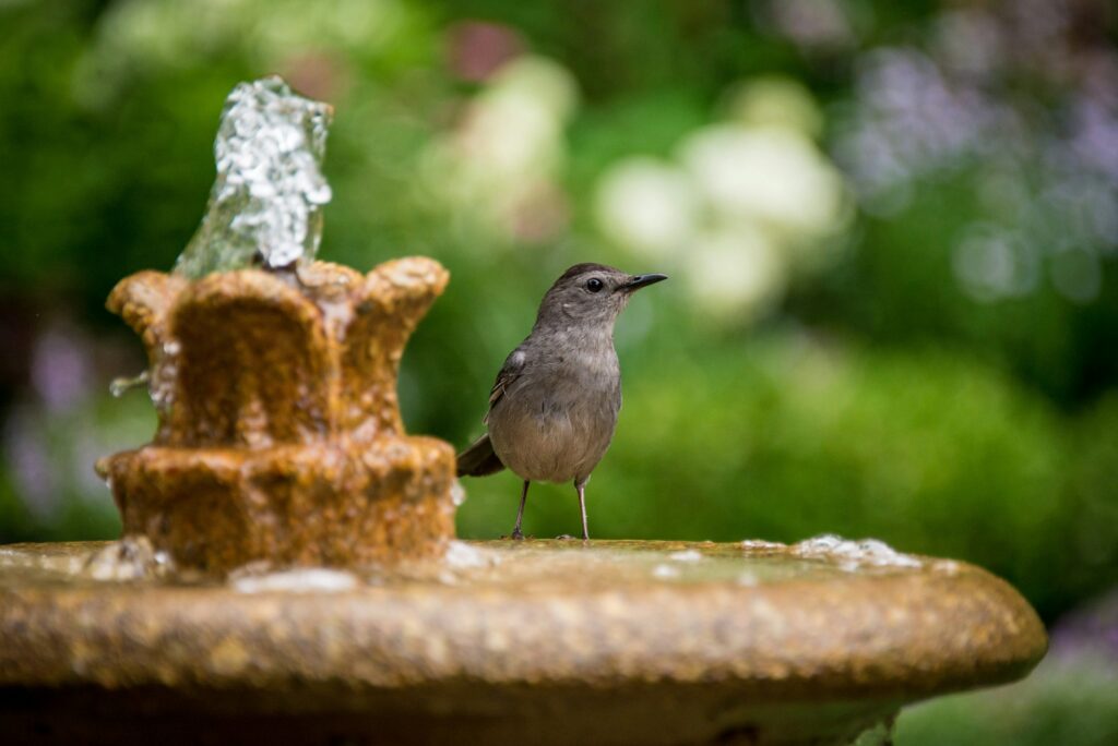 The Best Bird Baths to Attract a Variety of Birds to Your Garden