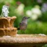 The Best Bird Baths to Attract a Variety of Birds to Your Garden