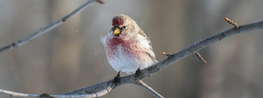 The Lifespan of Common Bird Species