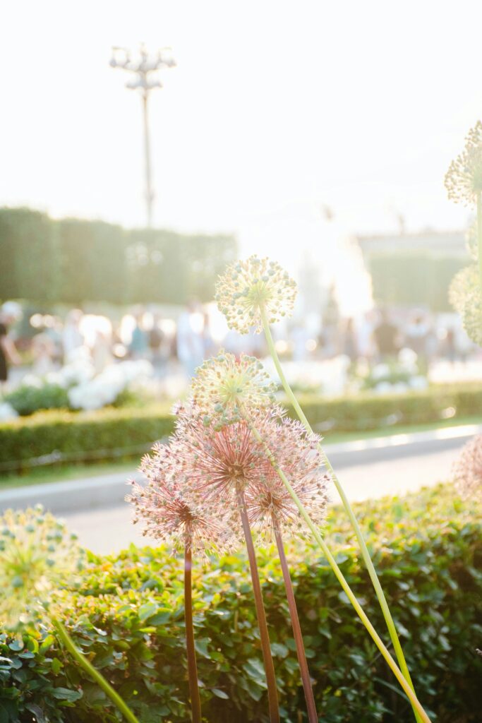 Best Summer-Blooming Perennials for Your Garden